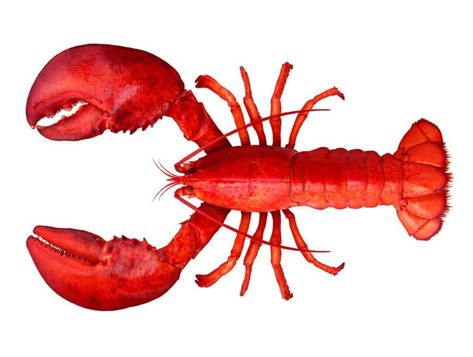 Spiny Lobster, Lobster Art, Rock Lobster, Lobster Shack, Emoji Design, Crab And Lobster, Maine Lobster, Red Lobster, Reverse Image Search