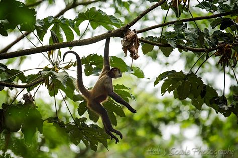 Monkey In The Tree, Monkey Swinging From Tree, Monkey Climbing Tree, Monkey On Tree, Monkeys Swinging In A Tree, Safari Mural, Swinging Monkey, Tree Monkey, Panda Hanging From Tree