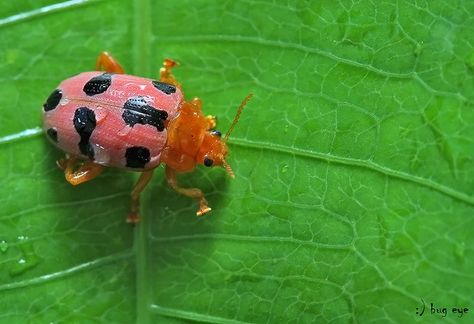 Pink Leaf Beetle, Pink Beetle, Gay Cowboy, Leaf Beetle, Insect Species, Lady Beetle, Cool Bugs, Earth Pictures, Arthropods