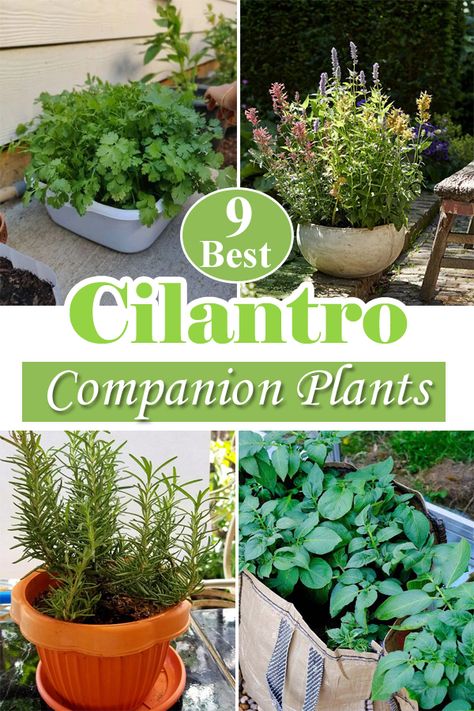 Cilantro Companion Plants, Cilantro Companion Planting, Planting Cilantro, Planting Green Onions, Herb Companion Planting, Tomato Companion Plants, Basil Garden, Planting Lettuce, Bee Yard