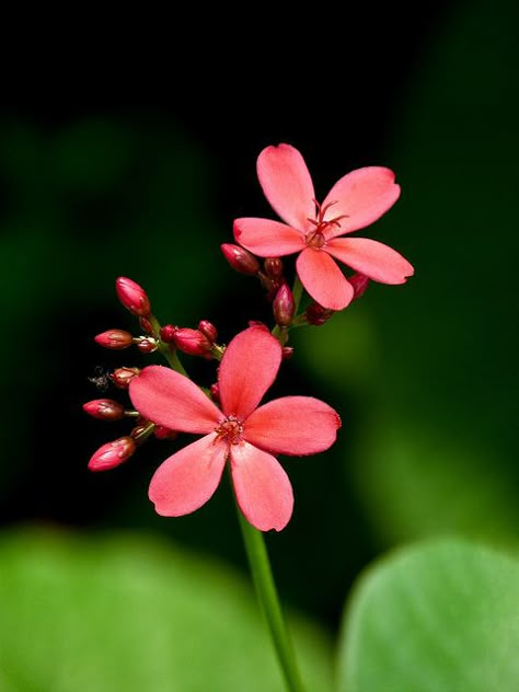 Wild Flower Photos, Jatropha Plant, Petite Flowers, Flower Reference, Best Flower Pictures, Flower Picture, Airbrush Art, Flower Photography, Deco Floral