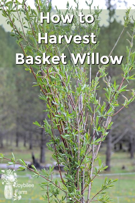 Making Willow Baskets, Willow Baskets Weaving, Willow Tree Craft, Diy Foraging Basket, Growing Willow For Weaving, Spring Garden Crafts, Living Willow Fence, Weaving Willow, Willow Sculptures