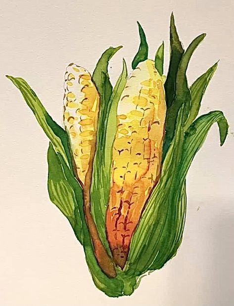 Corn Watercolor Painting, Corn Watercolor, Corn Drawing, Corn Painting, Watercolor Indian, Veggie Art, Vegetable Painting, Beginners Painting, Farm Paintings