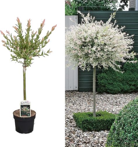 Salix Integra 'Hakuro Nishiki' Tree 60cm in Height - Ornamental Flamingo Willow Tree (1 Plant) Flamingo Willow, Salix Integra, Christmas Plants Gifts, Rhododendron Plant, Rhubarb Plants, Raspberry Plants, Biennial Plants, Hedging Plants, Lilac Tree