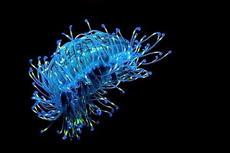 Flower Hat Jelly | Online Learning Center | Aquarium of the Pacific Aquarium Of The Pacific, Deep Sea Life, Jelly Flower, New England Aquarium, Blue Jellyfish, Jellyfish Art, Deep Sea Creatures, Bio Art, Ancient Animals