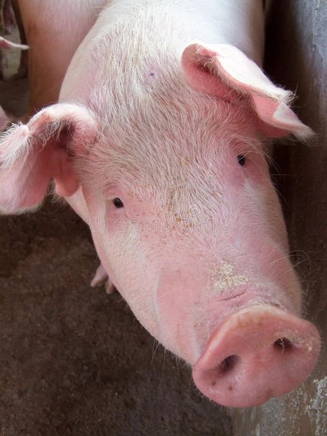 Crossbred pig. Closeup of crossbred Landrace and Large White pig #Sponsored , #Sponsored, #ADVERTISEMENT, #pig, #Large, #White, #Closeup Large White Pig, White Pig, Stock Photography Free, Large White, Textures Patterns, Mammals, Royalty Free, Stock Images, Projects To Try