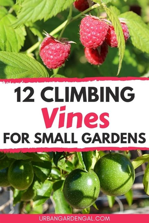 Small Edible Garden Ideas, Climbing Plants Trellis, Vegetable Trellis, Vine Plants, Vertical Vegetable Gardens, Trellis Ideas, Vertical Garden Design, Vertical Vegetable Garden, Small Vegetable Gardens