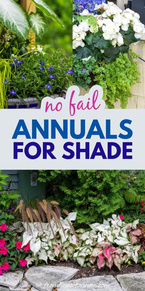 These shade annuals will add colorful flowers and foliage to the shadiest parts of your garden. They are beautiful, low maintenance plants that thrive in full shade. Annuals For Shade, Full Shade Flowers, Annual Flowers For Shade, Shade Plants Container, Garden Full Of Flowers, Part Shade Flowers, Shade Annuals, Full Shade Plants, Plants For Shade