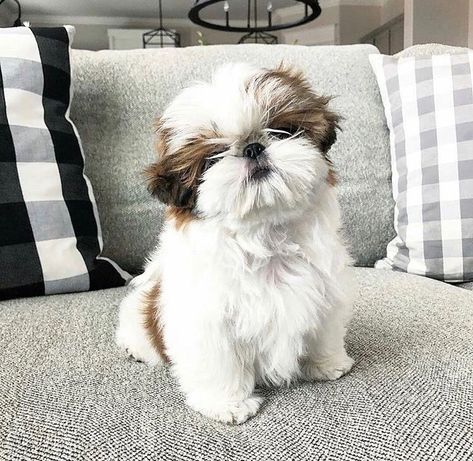 Shi Tzu Dog, Shihtzu Puppies, Dog Shih Tzu, Baby Shih Tzu, Cute Shih Tzu, Perro Shih Tzu, Chien Shih Tzu, Shitzu Dogs, Shitzu Puppies