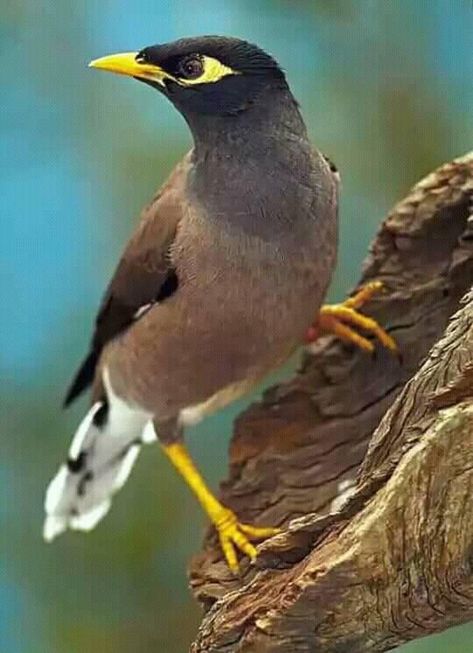 https://www.facebook.com/birds.so.beautiful/photos/a.767217006801485/796286410561211/?type=3 Backyard Australia, Common Birds, Australian Birds, All Birds, Exotic Birds, Pretty Birds, Starling, Colorful Birds, Little Birds