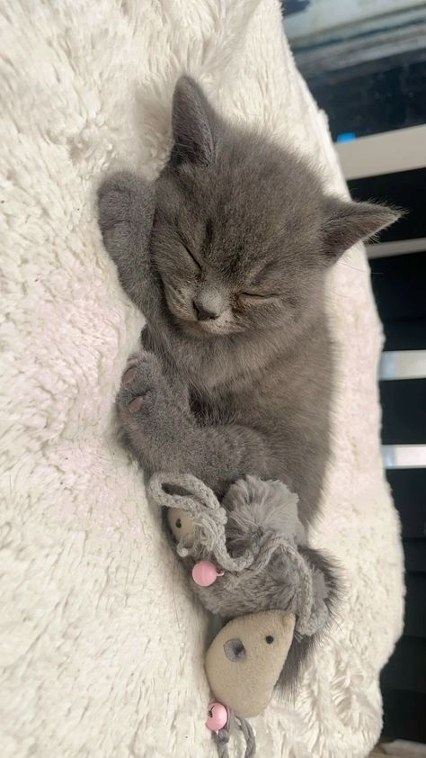 British Long Hair Kitten, British Shorthair Cats Grey, Grey British Shorthair, Animal Tamer, Scottish Cat, Russian Blue Kitten, Chartreux Cat, Turkish Angora Cat, British Shorthair Kittens