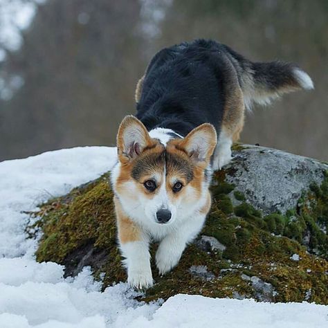 Tricolor Corgi, Fluffy Corgi, Fluffy Puppy, Cute Corgi Puppy, Corgi Pembroke, Fluffy Puppies, Corgi Funny, Dog List, Dog Pets