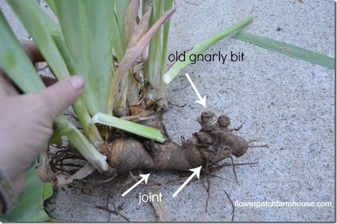 how I separate my iris, how to divide iris rhizomes Dividing Irises, Dividing Plants, Oklahoma Gardening, Iris Flowers Garden, Growing Irises, Iris Rhizomes, Flowers Gardening, Iris Garden, Garden Bulbs