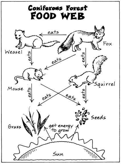 Food Webs-coniferous biome Food Pyramid Project, Food Webs Projects, Pyramid Project, السلسلة الغذائية, Forest Food, Forest Project, Food Webs, Science Computer, Engineering Books