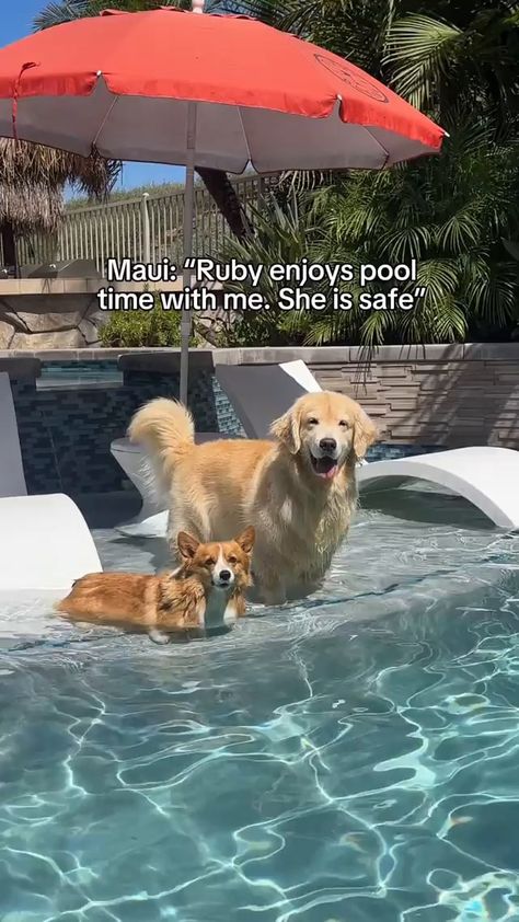 Maui: "Ruby enjoys pool time with me. She is safe" - iFunny Cat Shadow, What Kind Of Dog, Golden Puppy, Puppies And Kitties, Pool Time, Animal Behavior, Dog Show, Dog Trainer, Dog Quotes