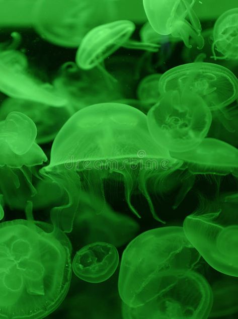 Green Jellyfish in Black Water. Closeup of green glowing fluorescent jellyfish i , #AD, #Closeup, #green, #glowing, #Water, #Green #ad Fluorescent Jellyfish, Green Jellyfish, Glowing Water, Green Aesthetic Tumblr, Green Pictures, Verde Neon, Dark Green Aesthetic, Slytherin Aesthetic, Aesthetic Green