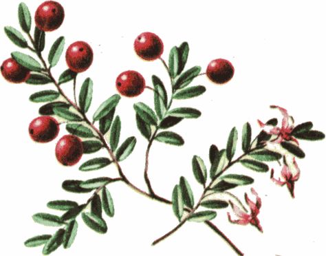 cranberry.gif 674×529 pixels Winterberry Tattoo, Cranberry Tattoo, Cranberry Drawing, Cranberry Branch, Cranberry Plant, Nature Ornaments, Cranberry Art, Cranberry Drinks, Cranberry Juice Cocktail