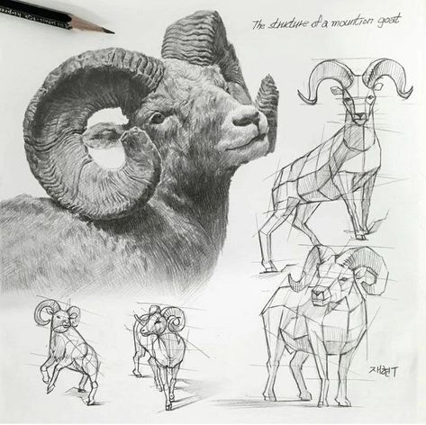 Goat Drawing, Sheep Drawing, Trust Design, Structural Drawing, Bighorn Sheep, Draw Together, Animal Drawings Sketches, Pen Art Drawings, Animal Study