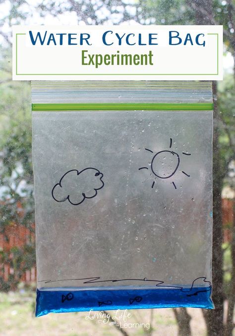 Learn more about the water cycle - This water cycle bag experiment will show how the water cycles from our lakes to the clouds in a visual way for kids Watercycle Experiment, Water Cycle Game, Water Cycle Anchor Chart, Dragon Academy, Water Cycle Craft, Water Cycle Lessons, Water Cycle Model, Water Cycle For Kids, Water Cycle Experiment