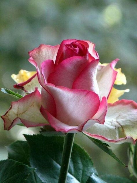 Rose Belle, Cat Air, 수채화 그림, Most Beautiful Flowers, Beautiful Rose Flowers, Love Rose, Exotic Flowers, Flower Beauty, Types Of Flowers