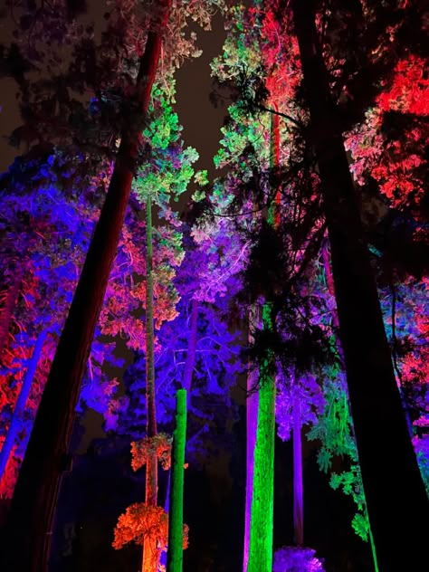 #christmas #swieta #photoidea #insta #travel #forest#colorful #photoshootideas Lights In Forest, Abstract Environment, Bear Landscape, Neon Forest, Travel Forest, Enchanted Forest Party, Electric Forest Festival, Blue Martini, Outdoor Restaurant Design