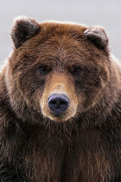 Grizzly Bear close-up. Bear Front View, Bear Head Drawing, Honey Heist, Bear Nose, Beer Tattoo, Bear Portrait, Dekoratívne Vence, Regnul Animal, Bank Robber