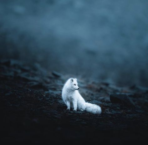 Arctic Fox Aesthetic, Fox Aesthetic, Aesthetic Blue, Arctic Fox, Wild Dogs, Character Aesthetic, Book Characters, Animal Photography, Polar Bear