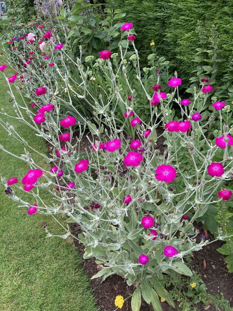 Rose Campion Rose Campion, Flower Beds, Plants, Flowers