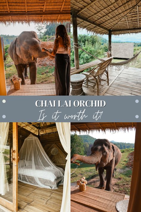 Chai Lai Orchid, Chai Lai Orchid Thailand, Elephant Bath, 2 Days Trip, Thailand Vacation, Eco Lodge, D Book, Is It Worth It, Animal Sanctuary