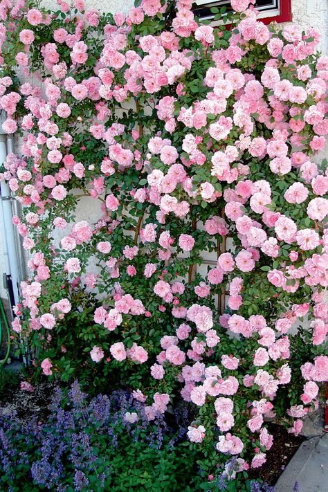 Saydie's rose, 9th Ave Pink Climbing Roses, Canadian Gardening, Flat Flowers, Rose Gardening, John Davis, Bonsai Seeds, Flowers Growing, Climbing Rose, Beautiful Flowers Garden