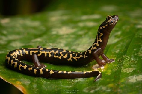 Newt Salamander, Amazing Frog, October Art, Reptile Terrarium, Wildlife Photos, Wildlife Nature, Reptiles And Amphibians, Newt, Amphibians