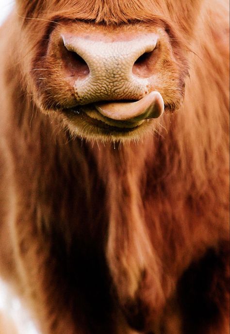 Scottish Cows, Cow Photography, Cow Wallpaper, Scottish Cow, Highland Cow Art, Regnul Animal, Animal Magnetism, Scottish Highland Cow