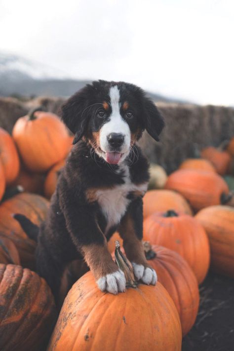 Burmese Mountain Dogs, Dog Photoshoot, Fall Dog, Really Cute Dogs, Mountain Dog, Sweet Dogs, Bernese Mountain, Cute Animal Photos, Bernese Mountain Dog