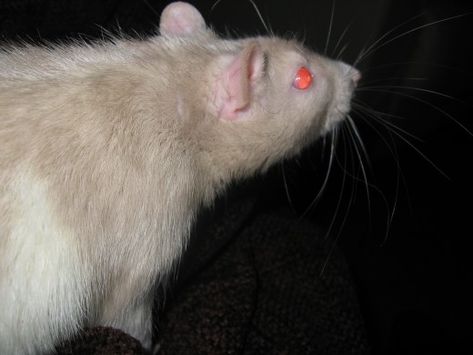 Possibly a beige rat (black + red eyed dilute) with a bareback pattern Scary Aesthetic, Mommas Girl, Fancy Rat, Colors And Patterns, Monster High Characters, All Things Cute, Rodents, Red Eyes, Rats