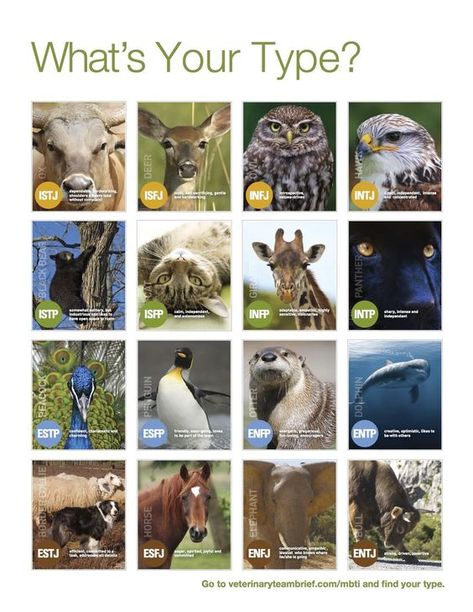 Mbti Animals, Enfj Personality, Personality Chart, Meyers Briggs, Mbti Types, Personality Tests, Personality Profile, Intp Personality, Intj Intp