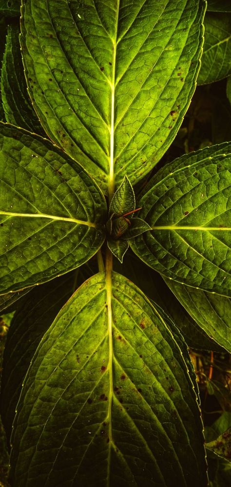 Ayurveda Wallpaper, Ayurveda Beauty, Ancient Ayurveda, Leaf Photo, Wallpapers Nature, Photo Anime, Malayalam Movie, Plant Images, Free Plants