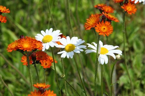 Northern Ontario Wildflowers - Daisies and Indian Paintflowers Canadian Wild Flowers, Native Ontario Garden, Ontario Flowers, Ontario Wildflowers, Ontario Wildflowers Native Plants, Wildflowers Of The Pacific Northwest, Alaskan Wildflowers, Cottage Gardening, Manitoulin Island