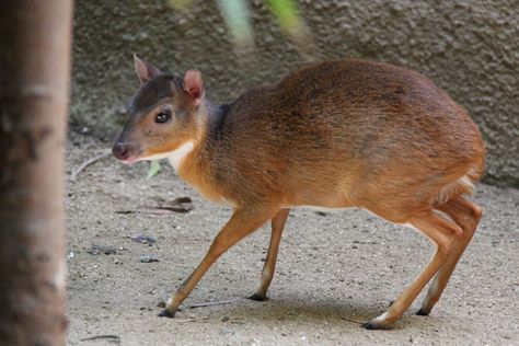 Royal antelope The royal antelope reaches merely (10 in) at the shoulder and weighs (5.5–6.6 lb). The head-and-body length is typically (16 in). A characteristic feature is the long and slender legs, with the hindlegs twice as long as the forelegs – a remarkable similarity to the hare.   The species is sexually dimorphic, with females being larger than males. Only males possess horns, these being short, smooth, ventrally reflexed spikes measuring (1.0–1.2 in) long. Dik Dik Antelope, Antelope Hunting, African Antelope, Dik Dik, Big Game Hunting, West Africa, Big Game, The Body, Mammals