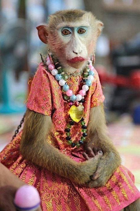 A Monkey, Pink