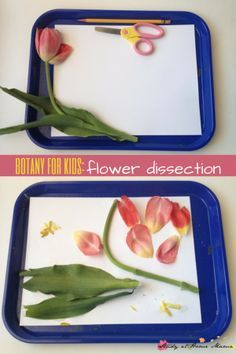 Spring Eyfs, Flower Dissection, Preschool Recipes, Science Activity For Kids, Garden Unit, Plants Unit, Plant Activities, Steam Projects, Simple Science