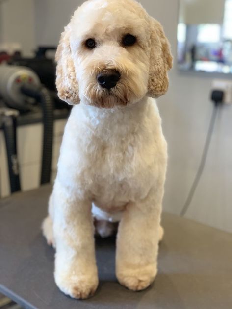 Haircuts For Goldendoodles, Mini Doodle Haircut, Doodle Cuts Pet Grooming, Straight Hair Doodle Cuts, Golden Doodle Puppy Cut, Wavy Goldendoodle Haircut, Whoodle Haircuts, Mini Golden Doodle Haircut, Mini Bernedoodle Haircut