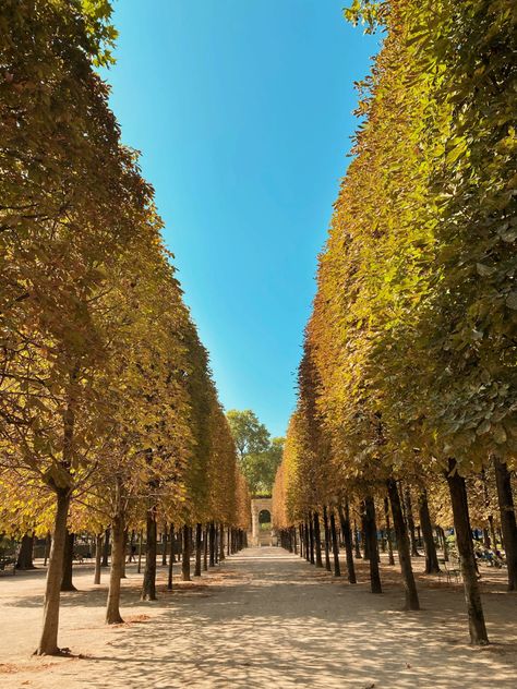 Paris Fall Aesthetic, Trees Aesthetic, Paris Autumn, Paris In The Fall, Paris In Autumn, Autumn Breeze, Paris Aesthetic, Aesthetic Fall, Fall Aesthetic