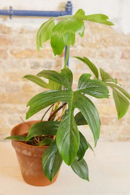 Philodendron Florida Green care Florida Green Philodendron, Florida Beauty Philodendron, Philodendron Florida Ghost, Philodendron Florida Ghost Mint, Philodendron Green Dragon, Philodendron Care, Philodendron Florida Beauty Green, Florida Plants, Philodendron Plant