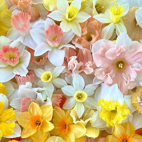 Niki Irving | Flourish on Instagram: "It’s bulb-planting season & I’m extra grateful for my team’s hard work. Daffodils may just be the most cheerful flowers and one of the first to bloom on the farm. We are offering a limited amount of fancy daffodils in packs of 25 bulbs per variety. They look so beautiful grown in large groupings! Snag some in our online bulb shop 🌼" Fancy Daffodils, Bulb Planting, Planting Bulbs, My Team, On The Farm, Flower Child, The Farm, Flower Arrangement, Daffodils