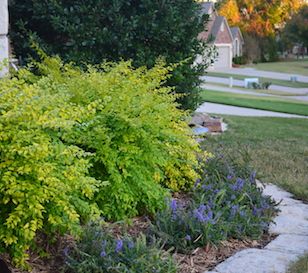 Borders are an essential ingredient in the well-designed garden bed. Landscaping With Sunshine Ligustrum, Lemon Lime Nandina Landscape, Sunshine Ligustrum Companion Plants, Sunshine Ligustrum Landscaping, Privet Shrub, Woodland Landscaping, Lemon Lime Nandina, Sunshine Ligustrum, Heavenly Bamboo