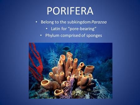 PORIFERA Belong to the subkingdom Parazoa Latin for “pore-bearing” Phylum comprised of sponges.> Phylum Porifera, Cloning Plants, Excretory System, Radial Symmetry, Cnidaria, Animal Classification, Cell Line, Biology Notes, Cell Wall