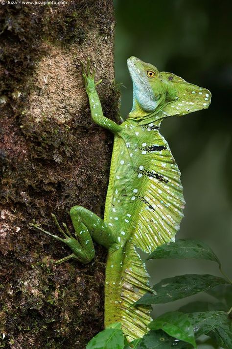 7-ott-2016 - Fauna: Costa Rica by Juza, photo gallery of 31 photos. Basilisk Lizard, Lizard Species, Chameleon Lizard, Salamanders, Cute Reptiles, Awesome Animals, Reptiles And Amphibians, Lizards, Animal Planet