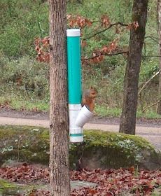 Galla Feist--Squirrel Dog Hunting Photo Gallery: Squirrel Feeder From PVC Pipe Squrriel Feeder, Pvc Deer Feeder, Squirrel Feeder Diy, Squirrel House, Squirrel Home, Deer Feeders, Squirrel Hunting, Squirrel Feeders, Homemade Bird Houses