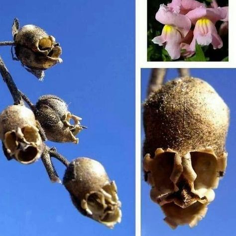 Snapdragons look like skulls when they dry out. Snapdragon Flowers, Skeleton Flower, Goth Garden, Gothic Garden, Flower Skull, Seed Pods, Dream Garden, Plant Life, Flower Power