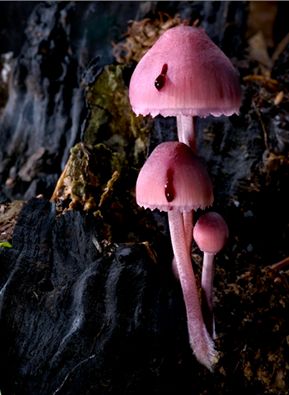 Mycena haematopus, (image source/credit: agorastosphotography.com/portfolios/fungi/) Mycena Haematopus, Mushrooms Toadstools, Pink Mushrooms, Mushrooms Growing, Lichen Moss, Mushroom Pictures, Plant Fungus, Slime Mould, Mushroom Fungi